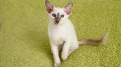 Kako določiti pasmo mačk: nasveti in fotografski materiali